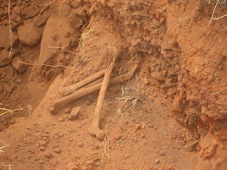 Some More Bones