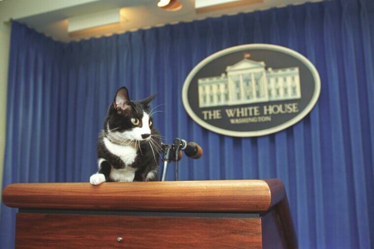 Joe Biden - Tabby Cat