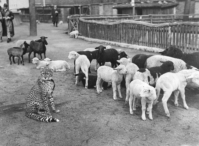 This Cheetah Guarded a Flock