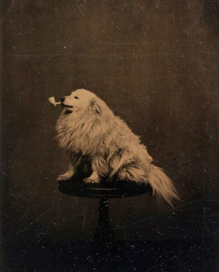 Doggy Portraits of the 19th Century