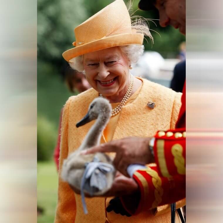 She Owned All of the British Swans