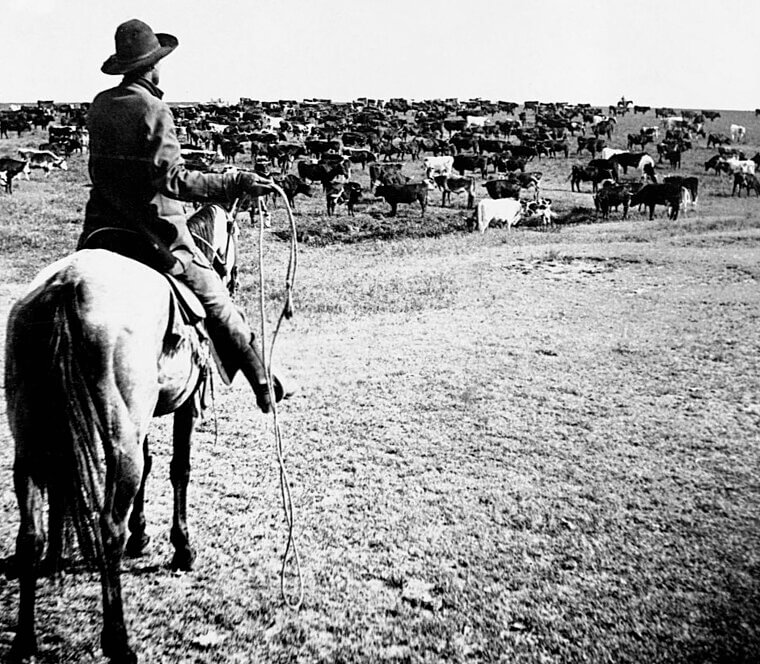 Just a Cowboy With His Cows