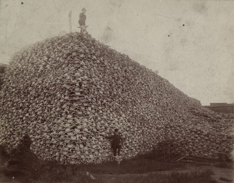 An Endless Pile of Bison Skulls