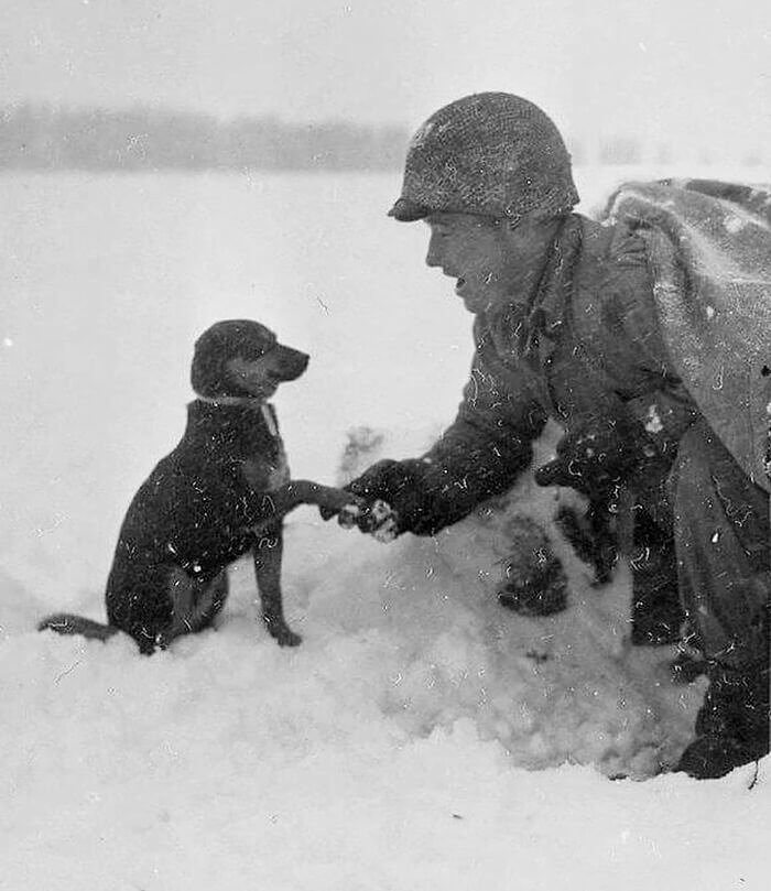 Paws for Thought in Battle of the Bulge