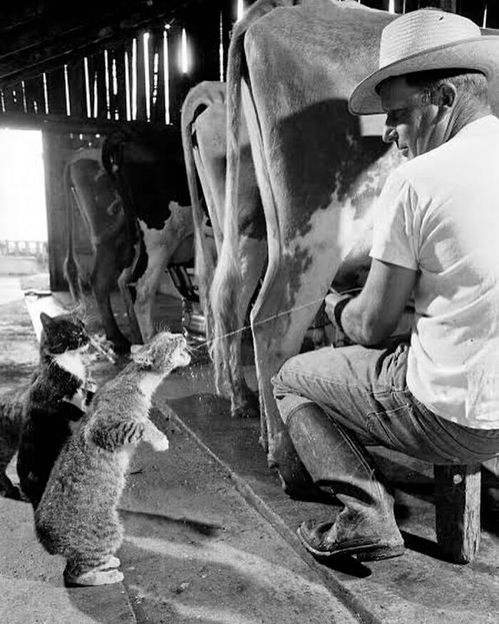 A Daily Dose of Good Dairy