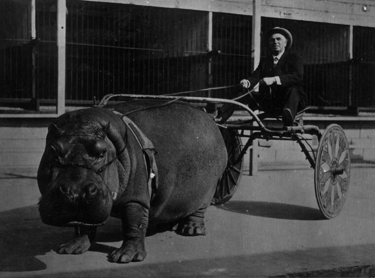 A Hippo Powered Carriage