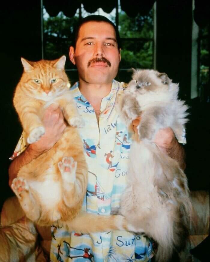 It's a Feline Thing
