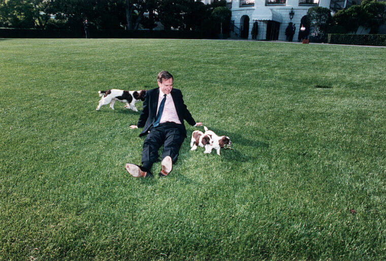 George Bush - English Springer Spaniel