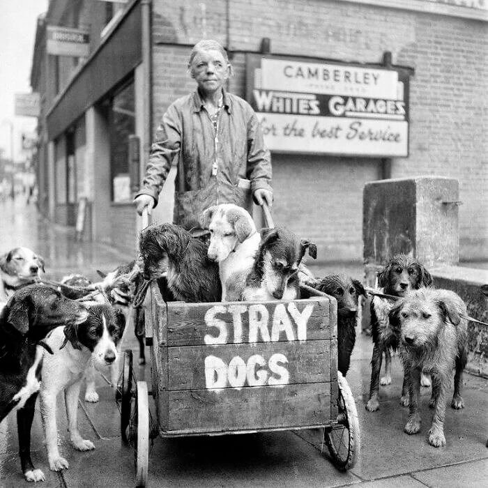 The Lady With Over 600 Dogs
